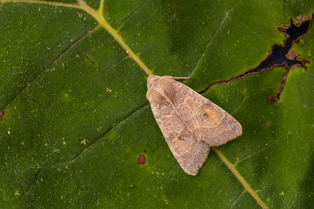 Cirrhia ocellaris - fakó sárgabagoly