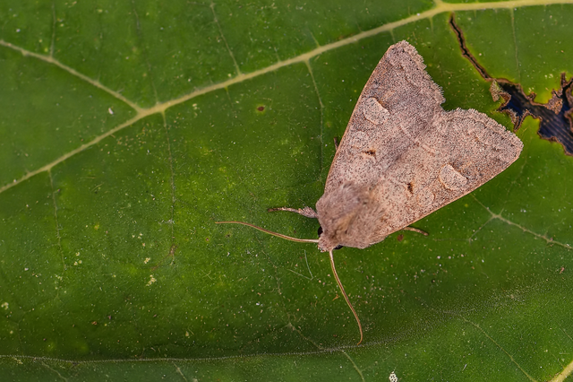 Ammoconia caecimacula - szürke őszibagoly