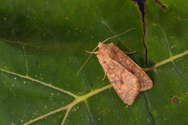 Sunira circellaris - okkersárga őszibagoly Sunira circellaris - okkersárga őszibagoly