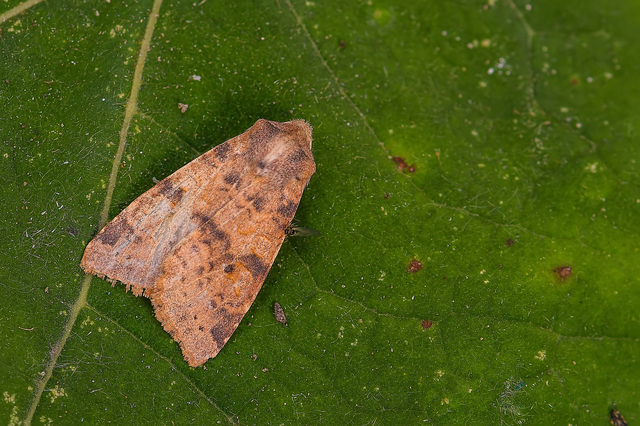 Cirrhia ocellaris - fakó sárgabagoly