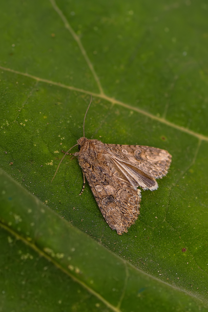 Hadula trifolii - lóherebagoly Hadula trifolii - lóherebagoly