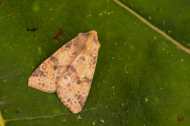 Cirrhia ocellaris - fakó sárgabagoly
