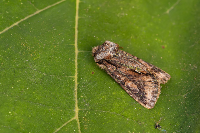 Allophyes oxyacanthae - galagonyabagoly