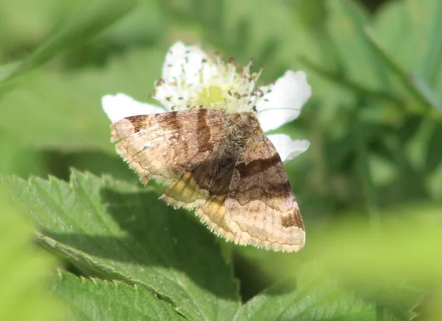 Euclidia glyphica - közönséges nappalibagoly