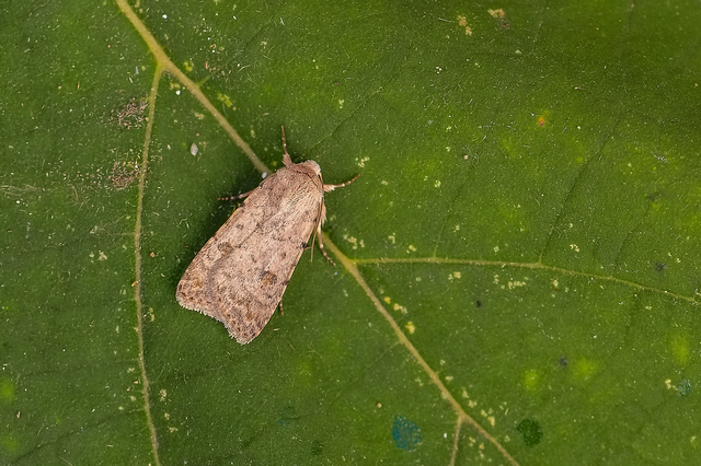 Paradrina clavipalpis - közönséges selymesbagoly