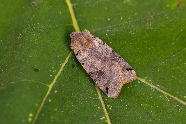 Anchoscelis litura - tarka őszibagoly