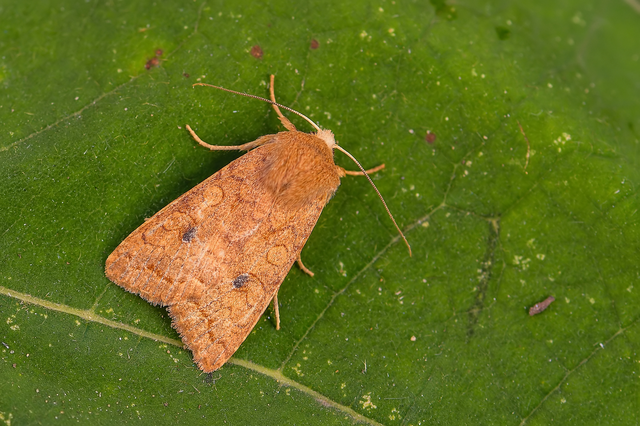 Sunira circellaris - okkersárga őszibagoly Sunira circellaris - okkersárga őszibagoly