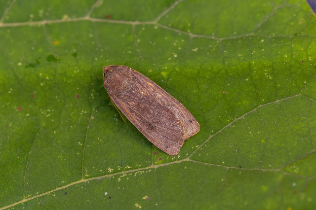 Noctua pronuba - nagy sárgafűbagoly