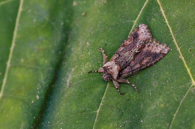 Allophyes oxyacanthae - galagonyabagoly