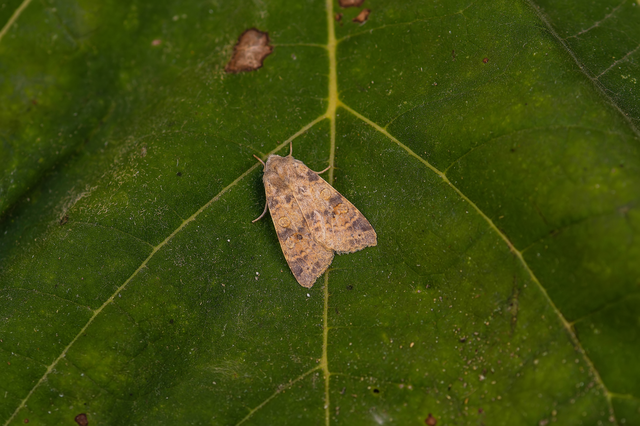 Cirrhia ocellaris - fakó sárgabagoly