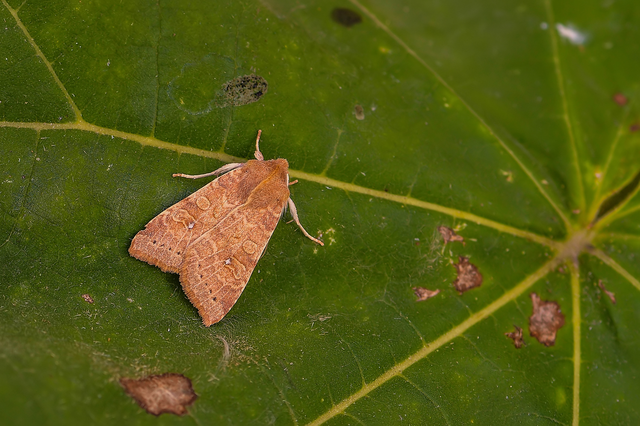 Cirrhia ocellaris - fakó sárgabagoly