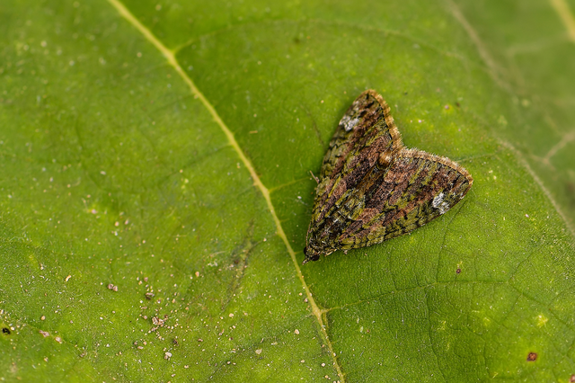 Chloroclysta siterata - salátazöld araszoló