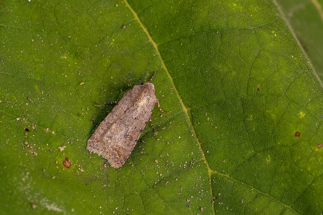 Paradrina clavipalpis - közönséges selymesbagoly