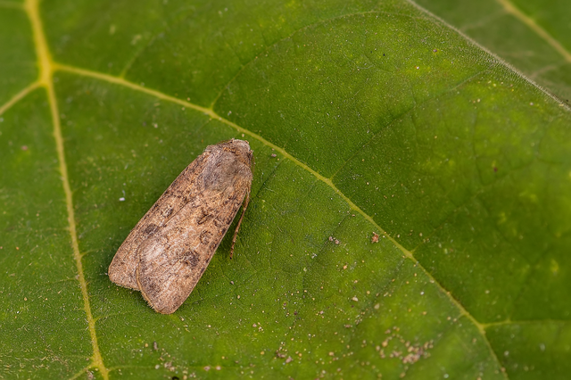 Agrotis segetum - vetési földibagoly