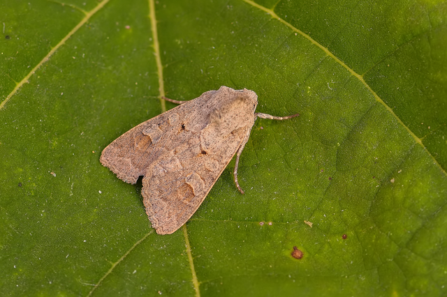 Ammoconia caecimacula - szürke őszibagoly
