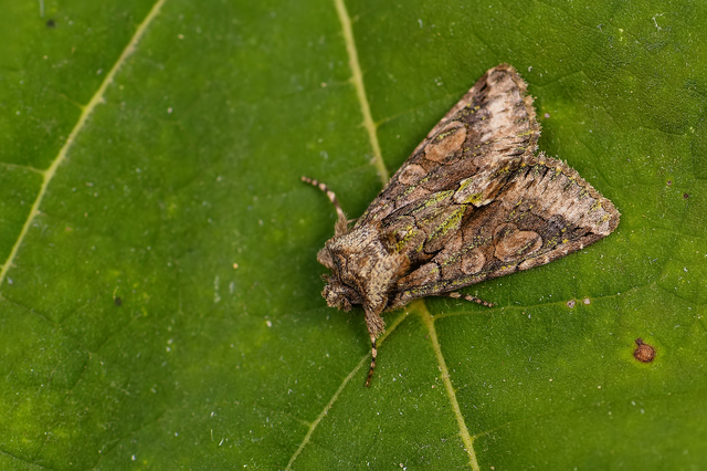 Allophyes oxyacanthae - galagonyabagoly