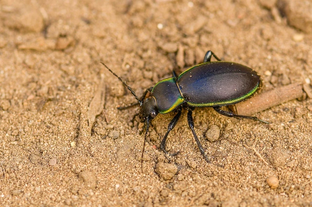 Carabus marginalis - szegélyes futrinka