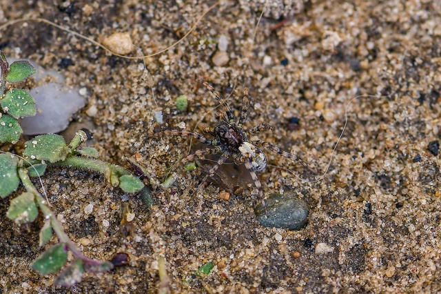 Arctosa perita - tarka farkaspók