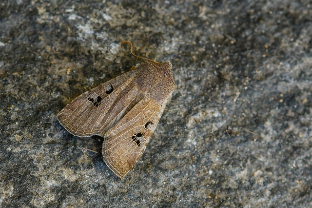 Conistra rubiginosa - szürke télibagoly