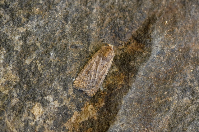 Paradrina clavipalpis - közönséges selymesbagoly