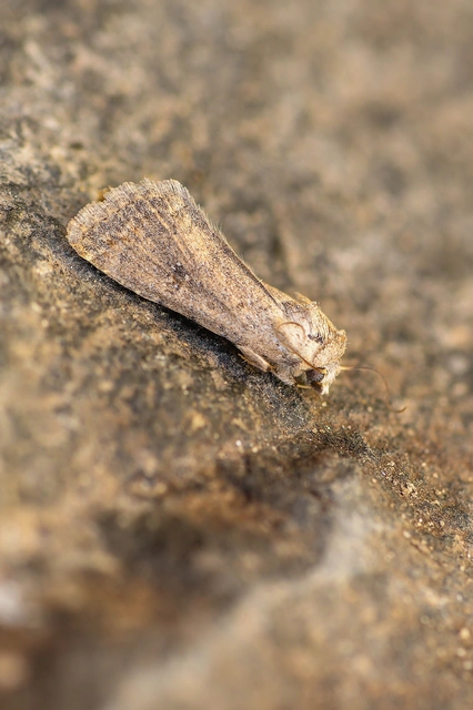 Paradrina clavipalpis - közönséges selymesbagoly