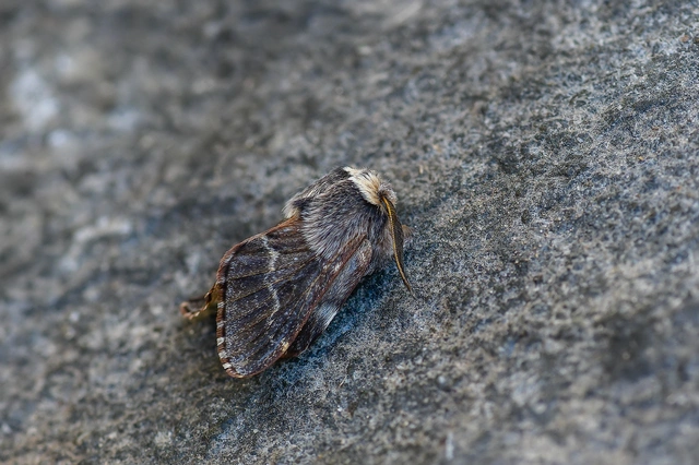 Poecilocampa populi - nyárfaszövő