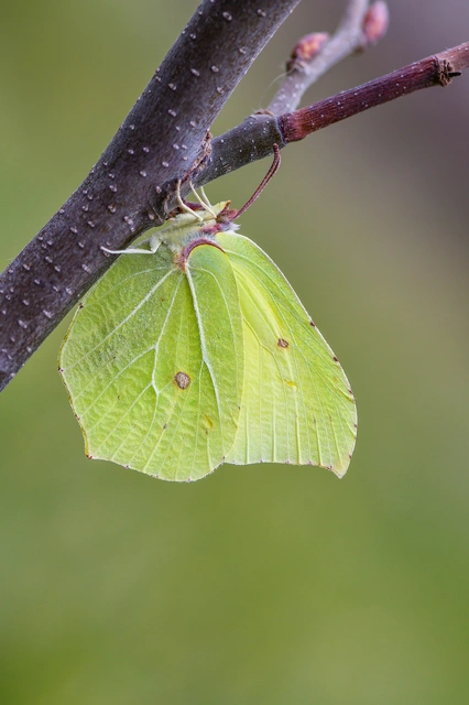 Gonepteryx rhamni - citromlepke