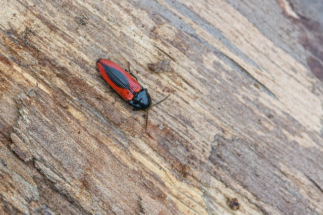 Ampedus sanguinolentus - középfoltos pattanó
