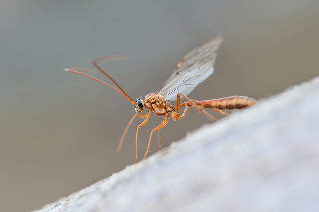 Ophion obscuratus
