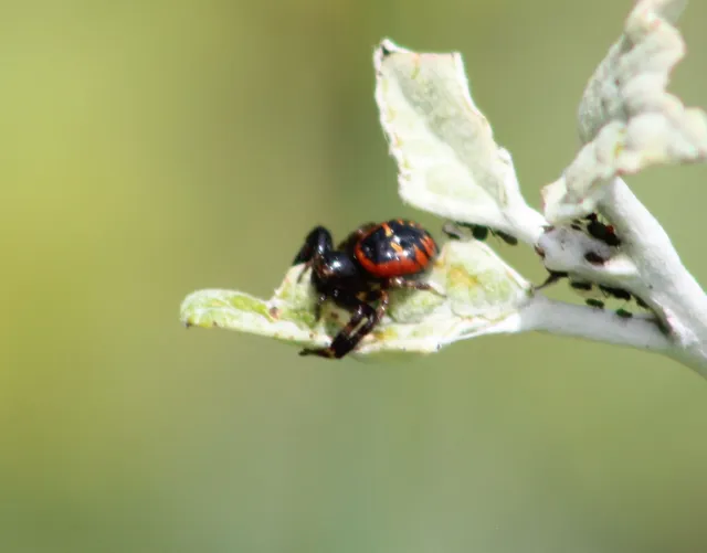 Synema globosum/ornatum