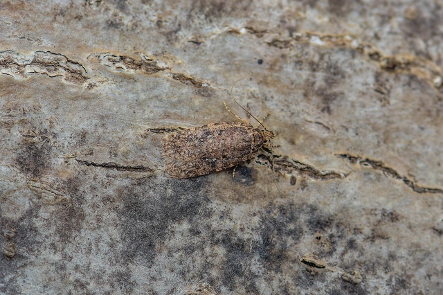 Depressariidae - laposmolyfélék