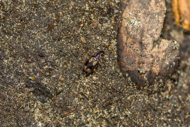 Dromius quadrimaculatus - négyfoltos kéregfutó