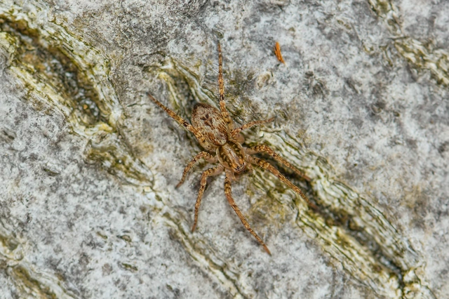 Anyphaena accentuata - jegyespók