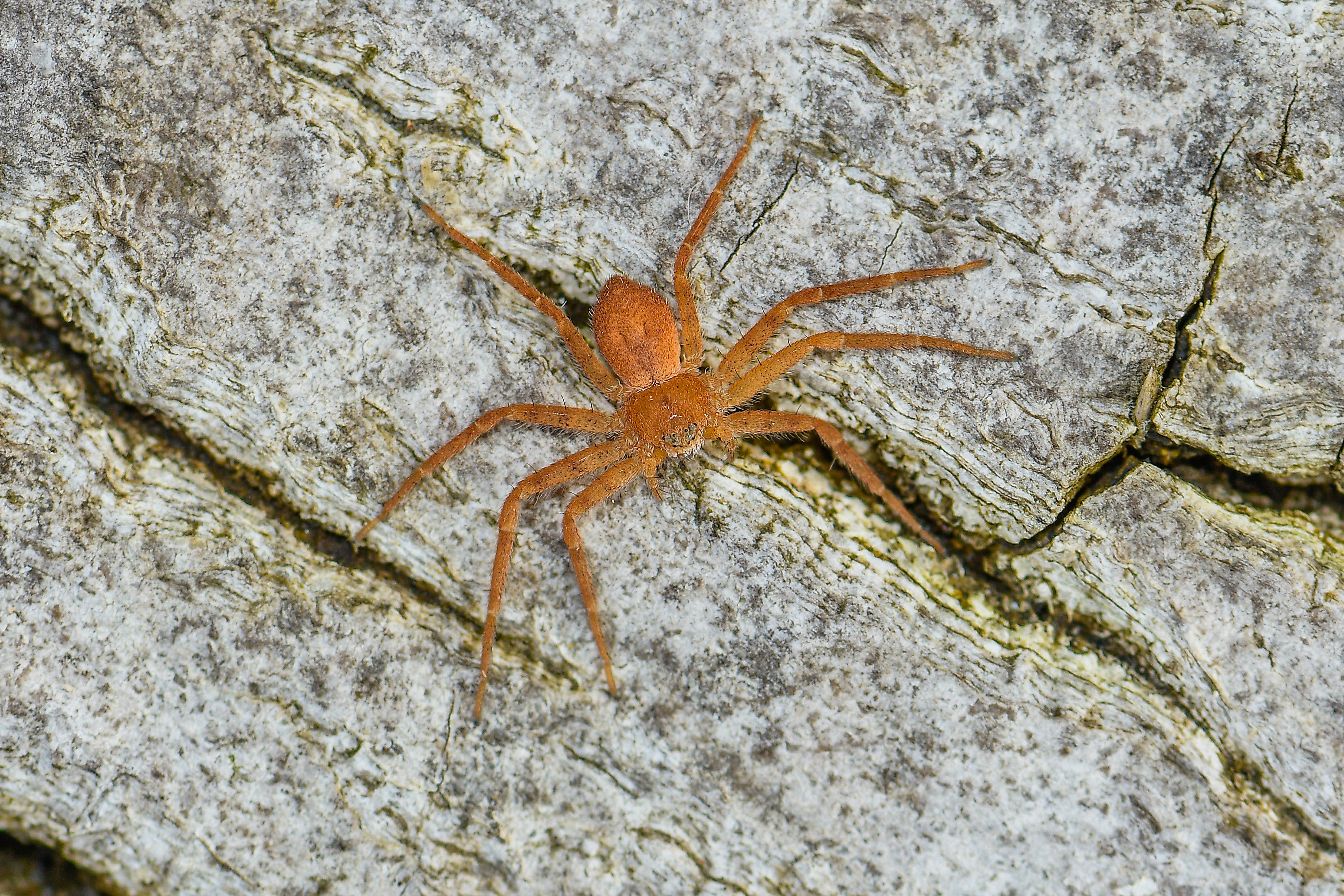 Philodromus fuscomarginatus - erdeifenyő-fürgekarolópók