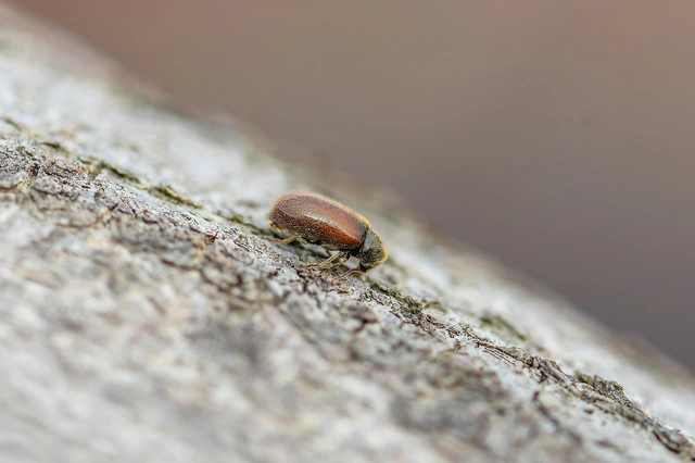 Hyperisus plumbeus - fémes álszú