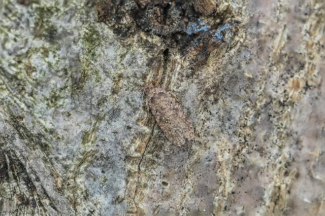 Depressariidae - laposmolyfélék