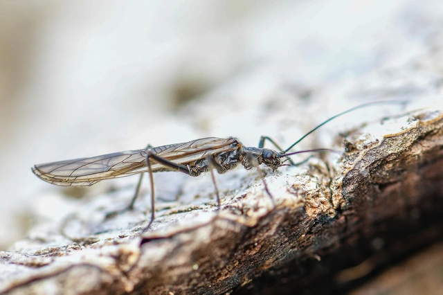 Plecoptera - Álkérészek