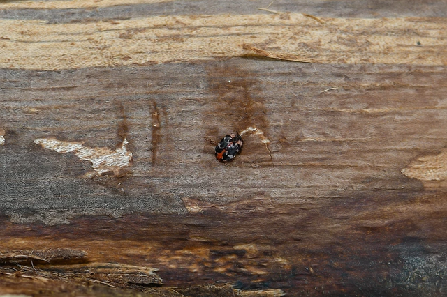 Anthrenus scrophulariae - nagy múzeumbogár