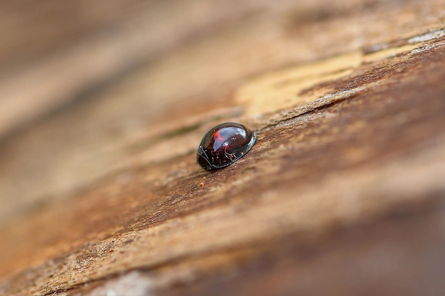 Chilocorus bipustulatus - szalagos szerecsenkata