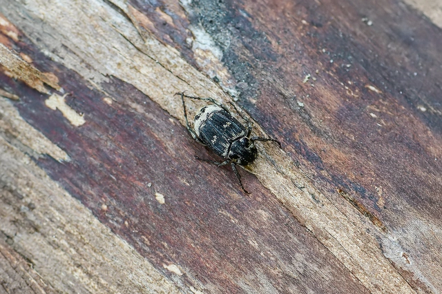 Valgus hemipterus - suta virágbogár