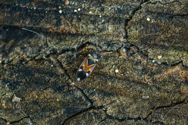 Raglius alboacuminatus - tarka díszesbodobács