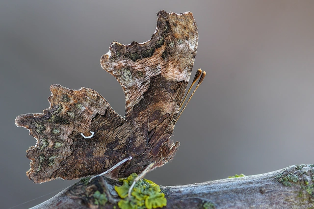 Nymphalis c-album - C-betűs lepke