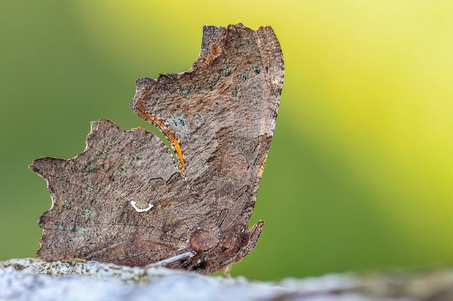Nymphalis c-album - C-betűs lepke