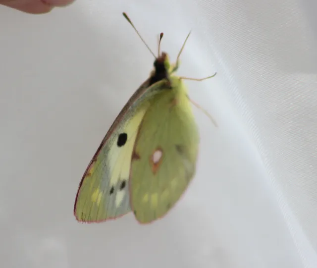 Colias alfacariensis - déli kéneslepke