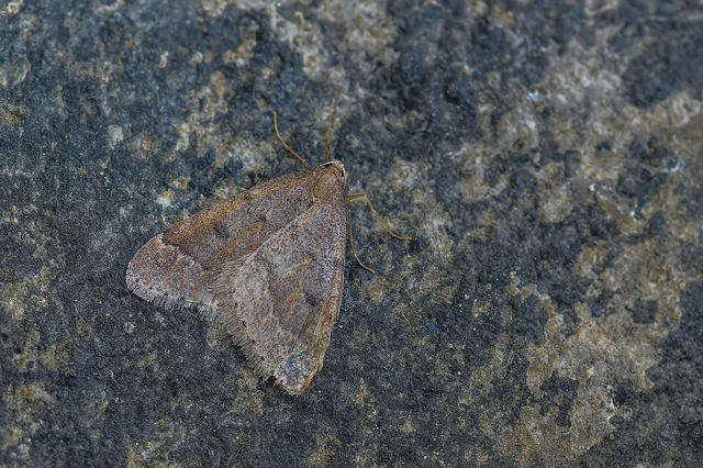 Theria rupicapraria - tavaszi kökényaraszoló