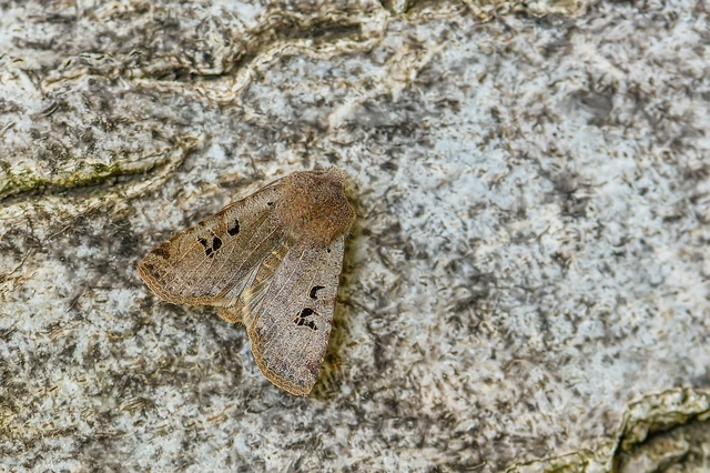 Conistra rubiginosa - szürke télibagoly