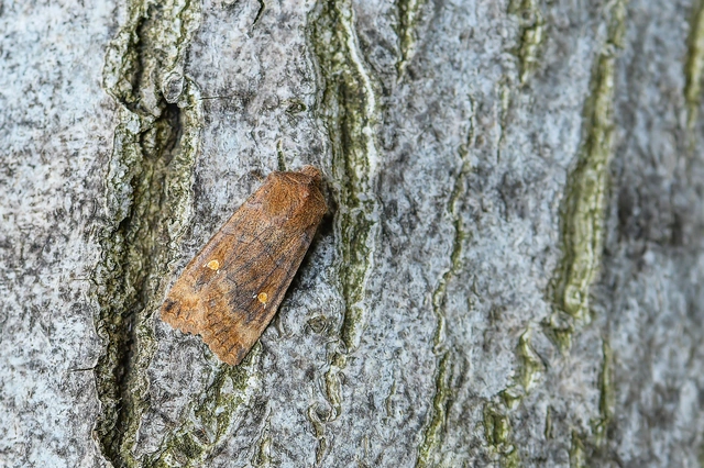 Eupsilia transversa - holdacskás télibagoly