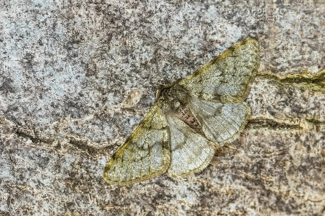 Apocheima pilosaria - zöldes tavasziaraszoló