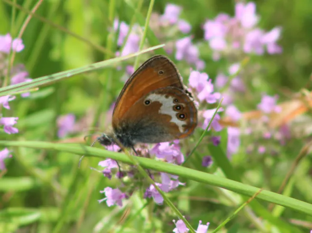 Coenonympha arcania - fehéröves szénalepke