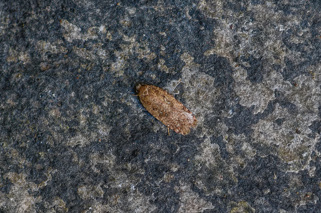 Depressariidae - laposmolyfélék